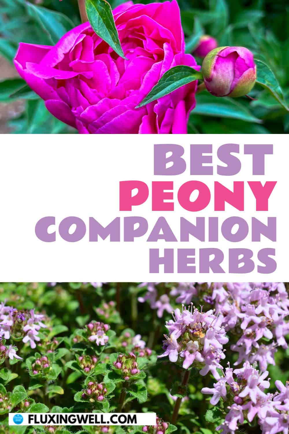 peony companion plants peony companion herbs