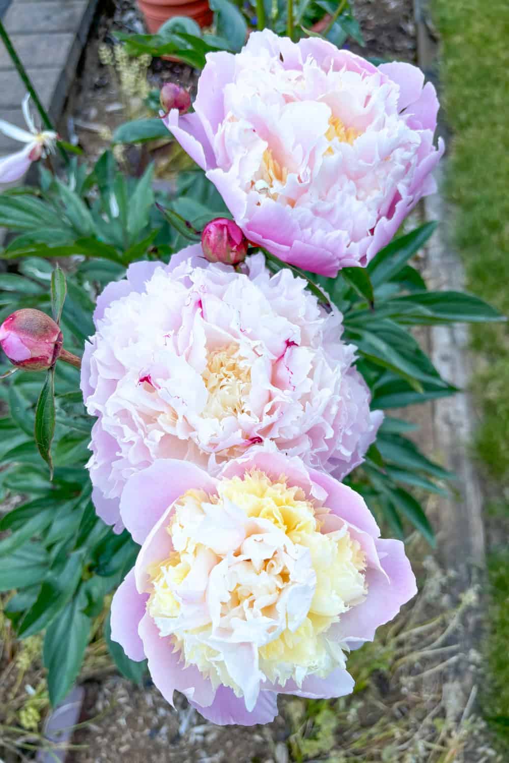 peony companion plants pink and white peonies