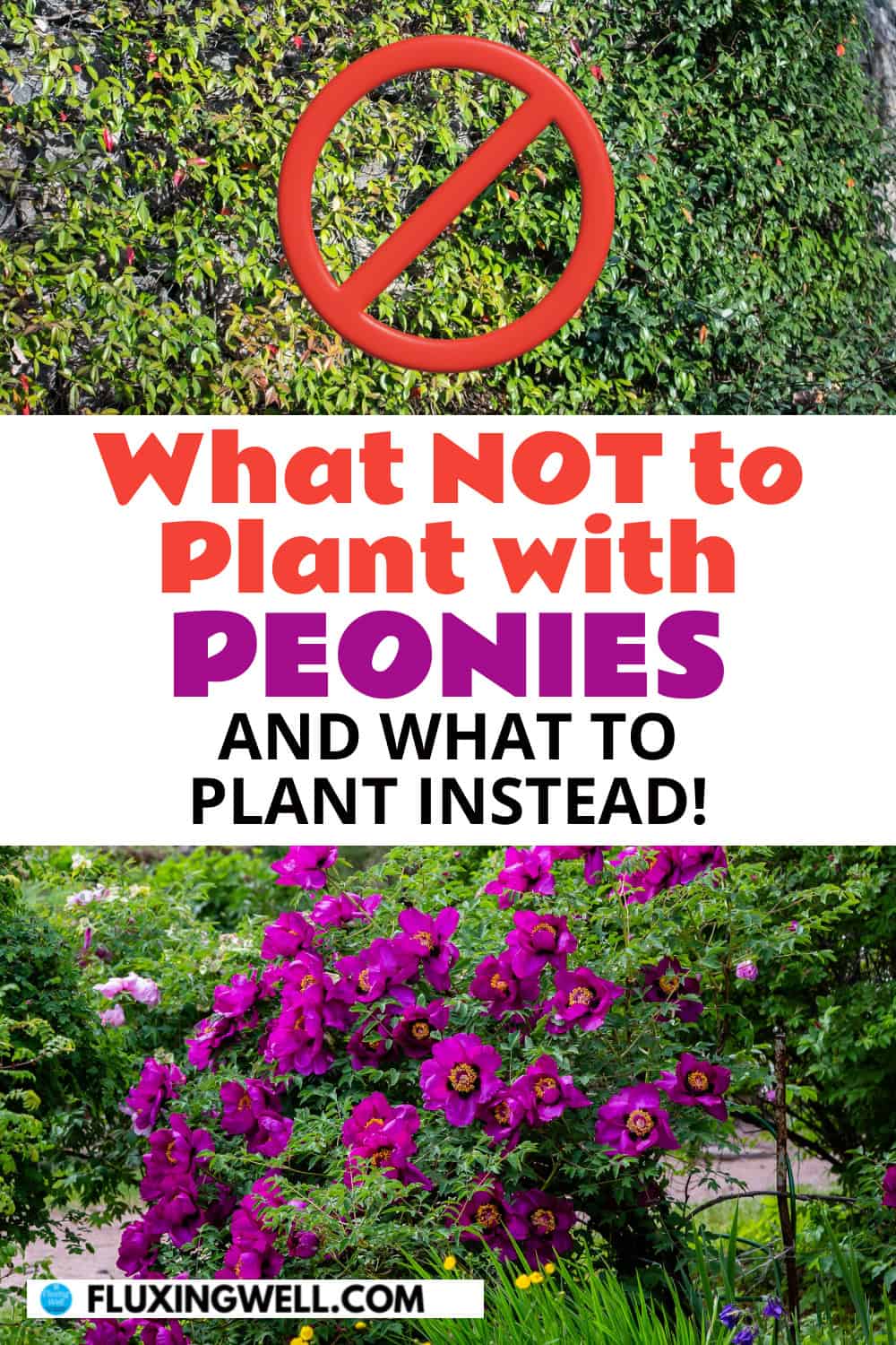 {eony companion plants: What not to plant with peonies
