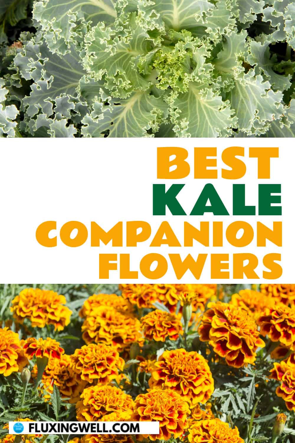 kale companion plants flowers