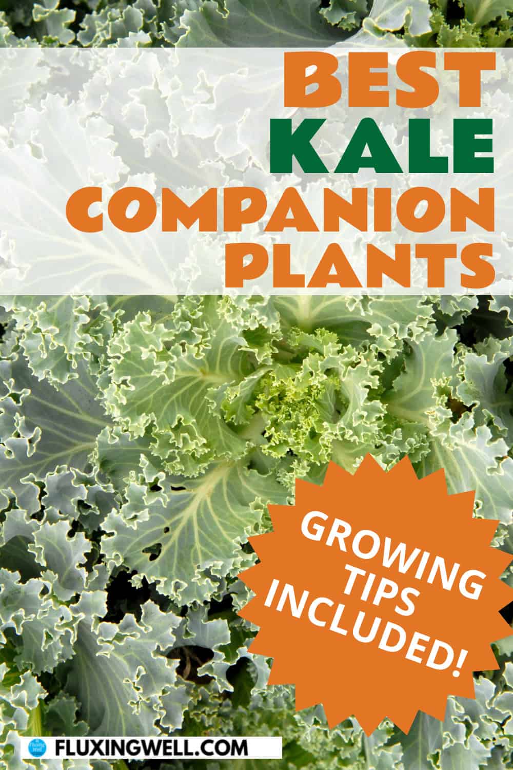 kale companion plants growinig tips included