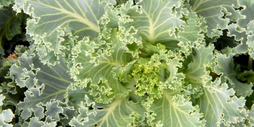 kale companion plants kale growing in a garden