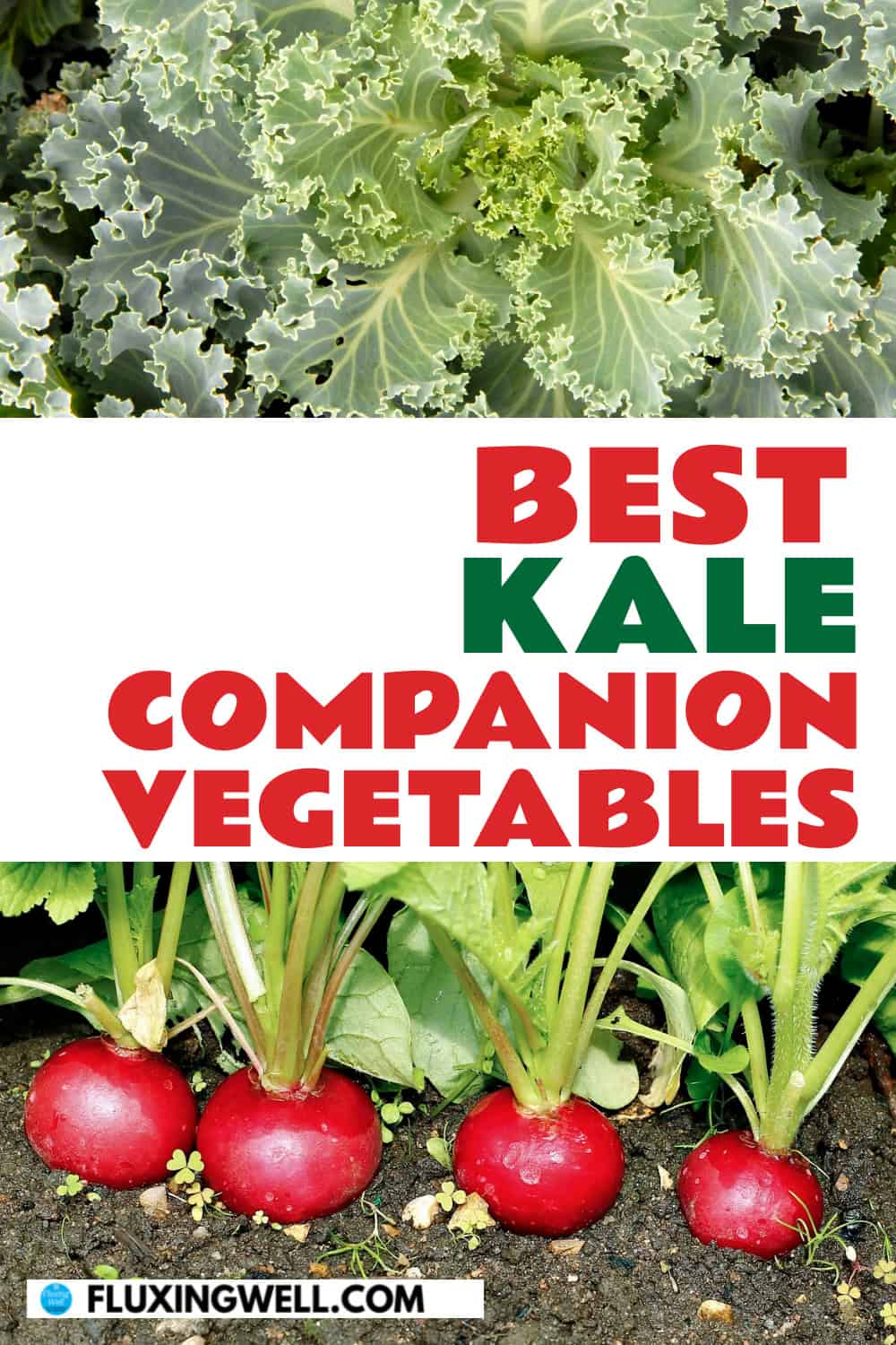 kale companion plants vegetables