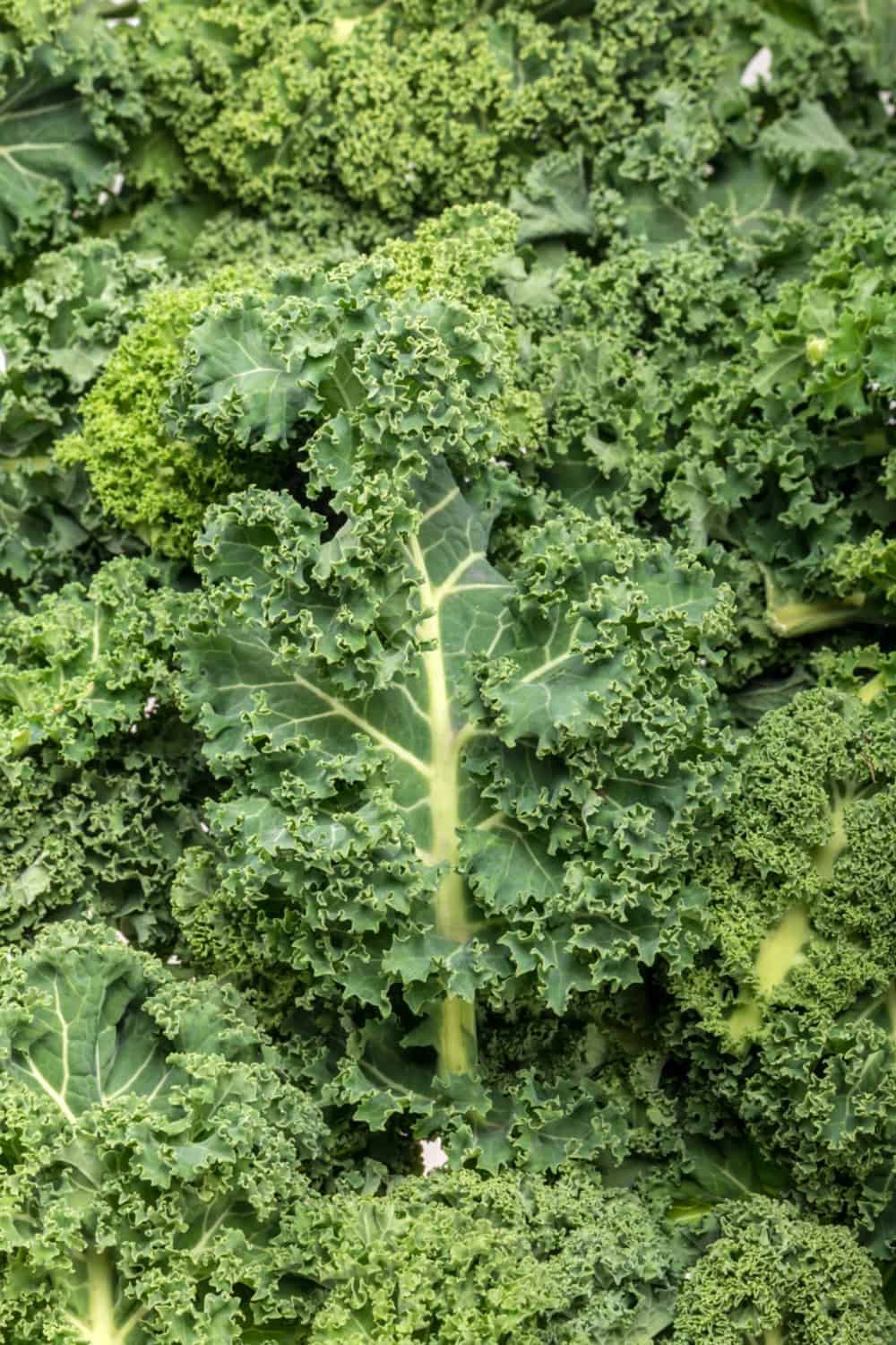 kale growing