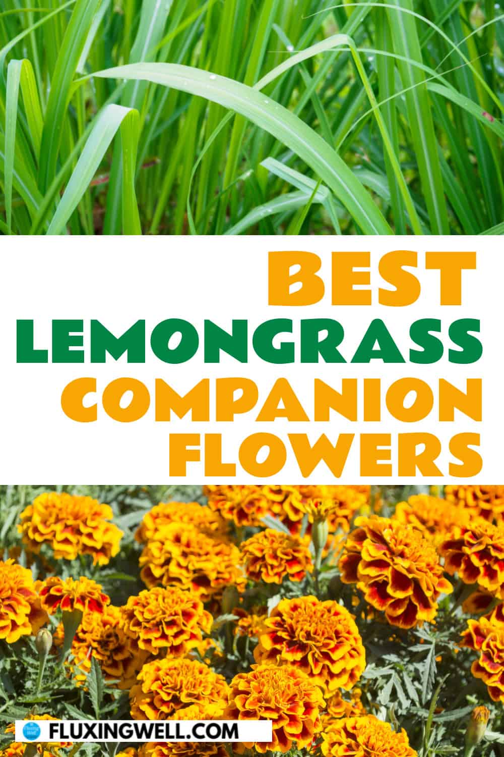 lemongrass companion plants flowers