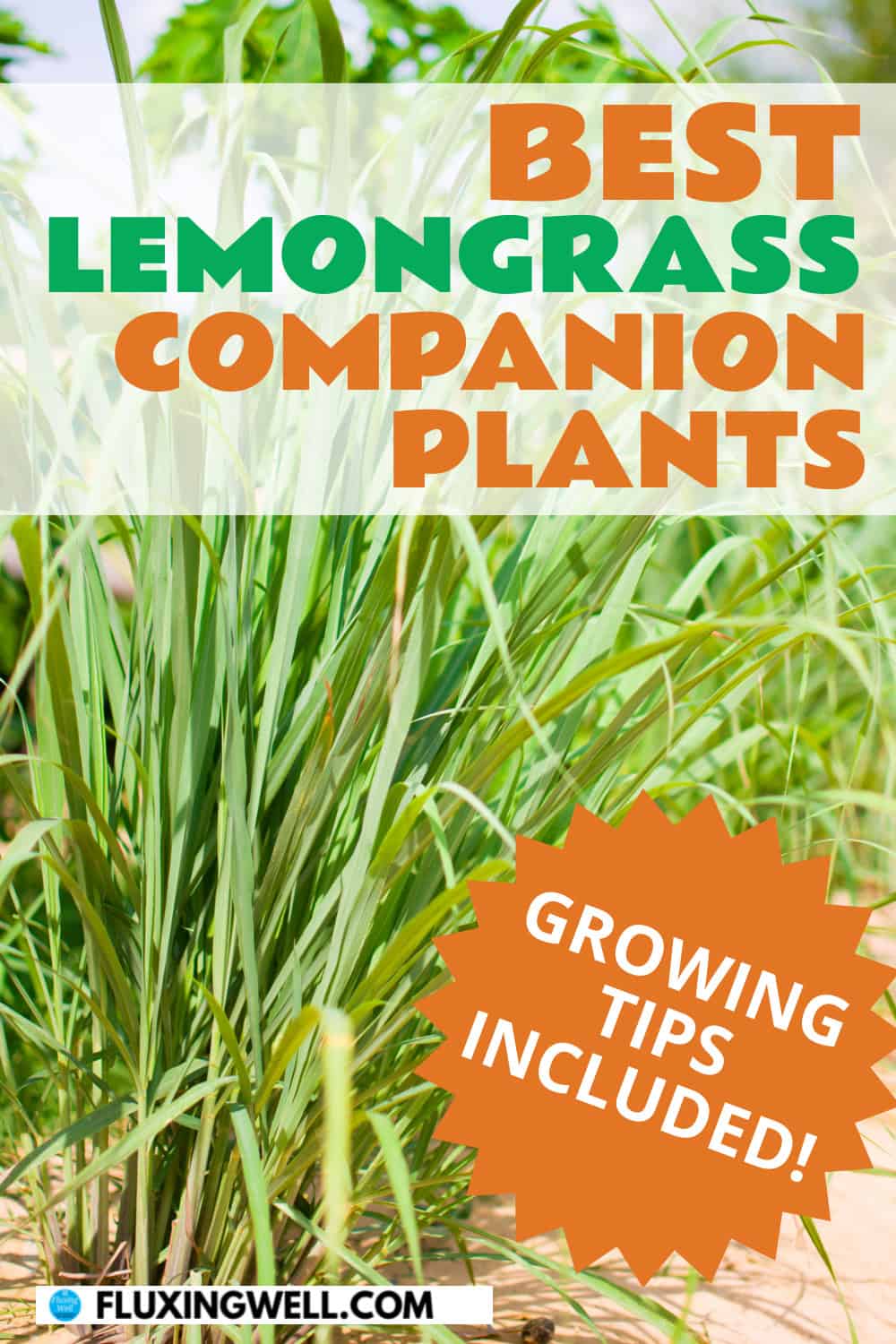 lemongrass companion plants growinig tips included