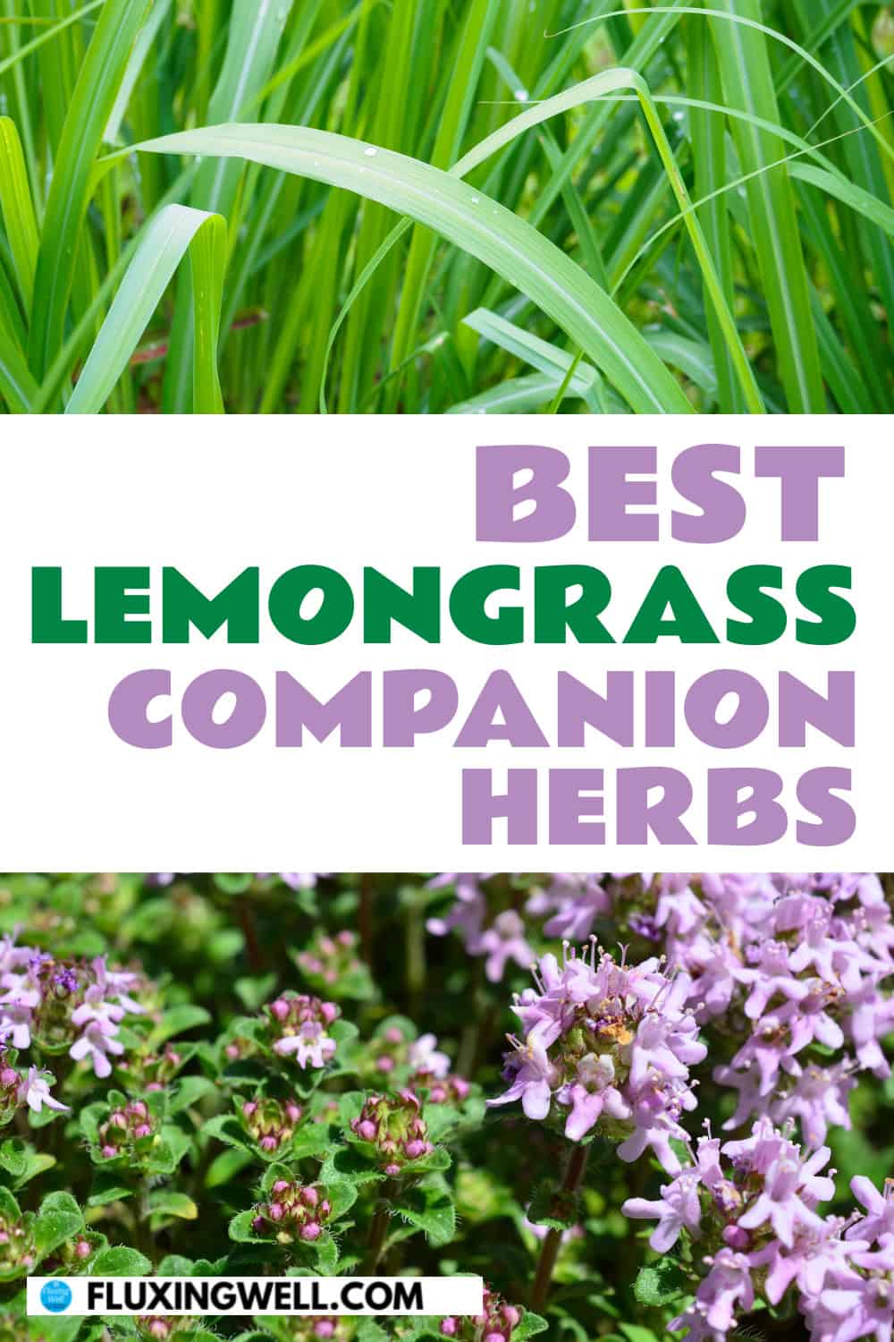 lemongrass companion plants herbs