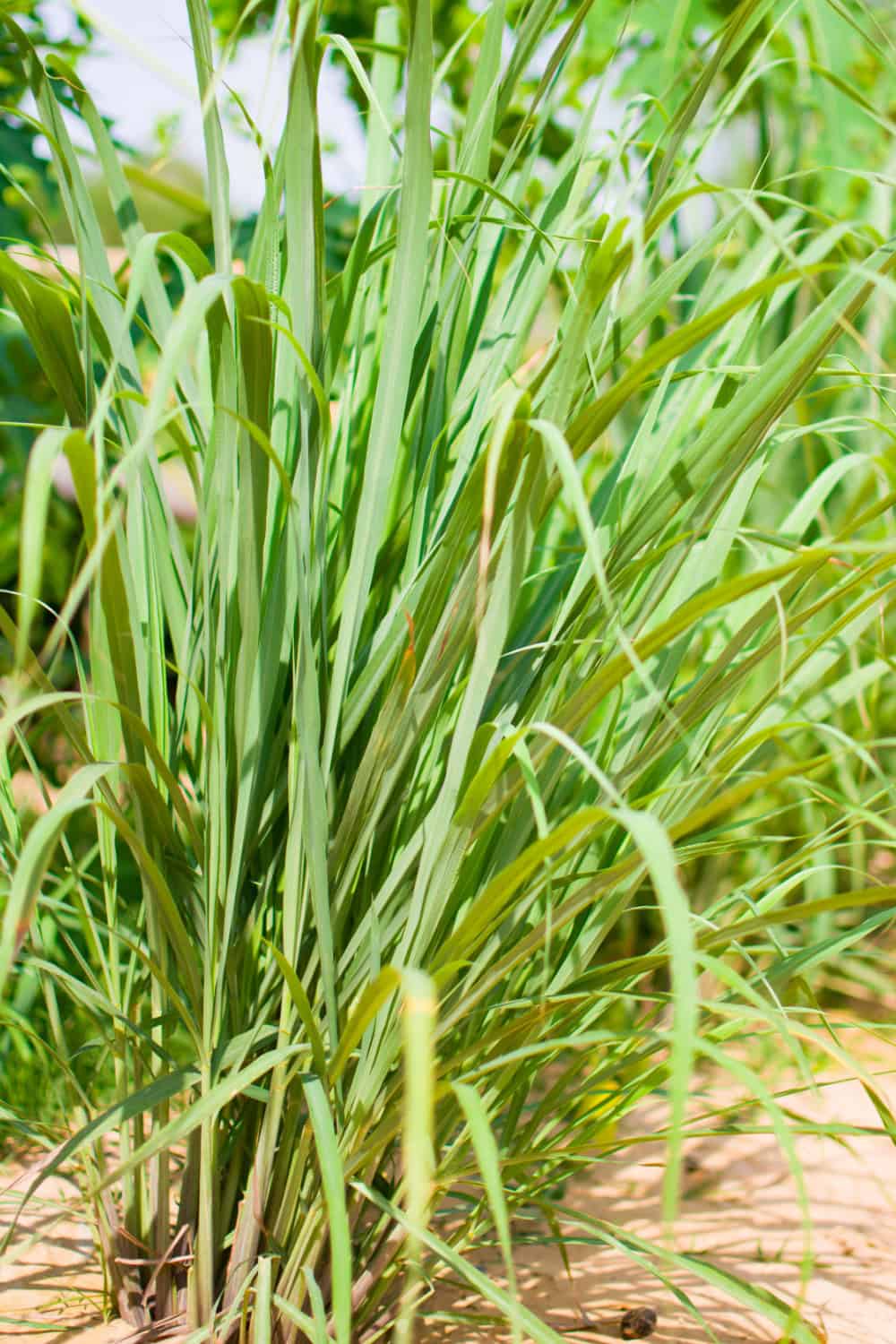 lemongrass growing