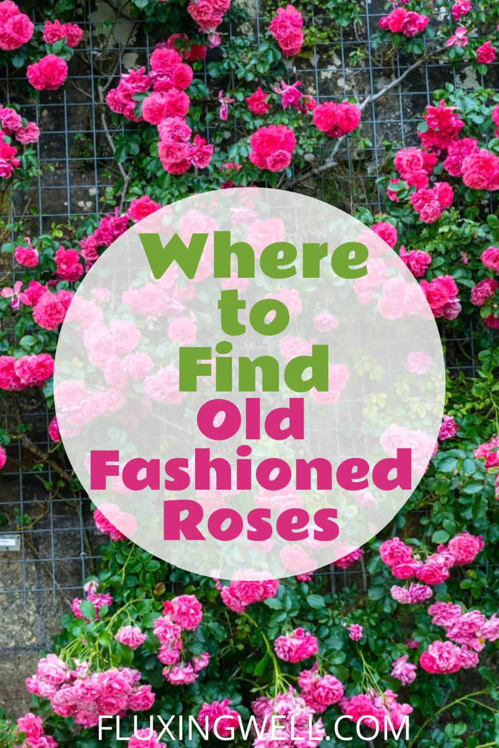 old fashioned roses in the garden where to find them