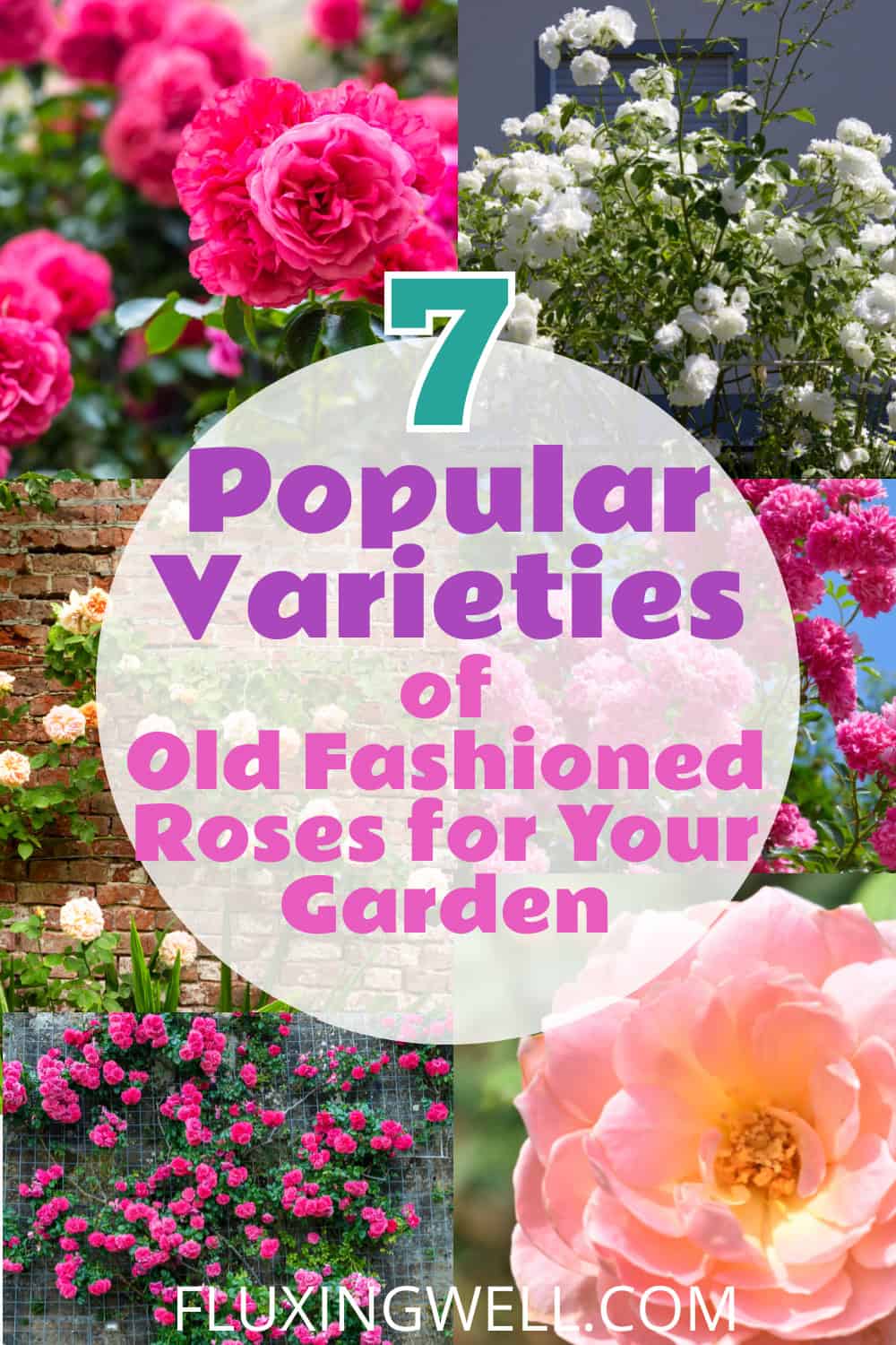 old fashioned roses in the garden popular varieties