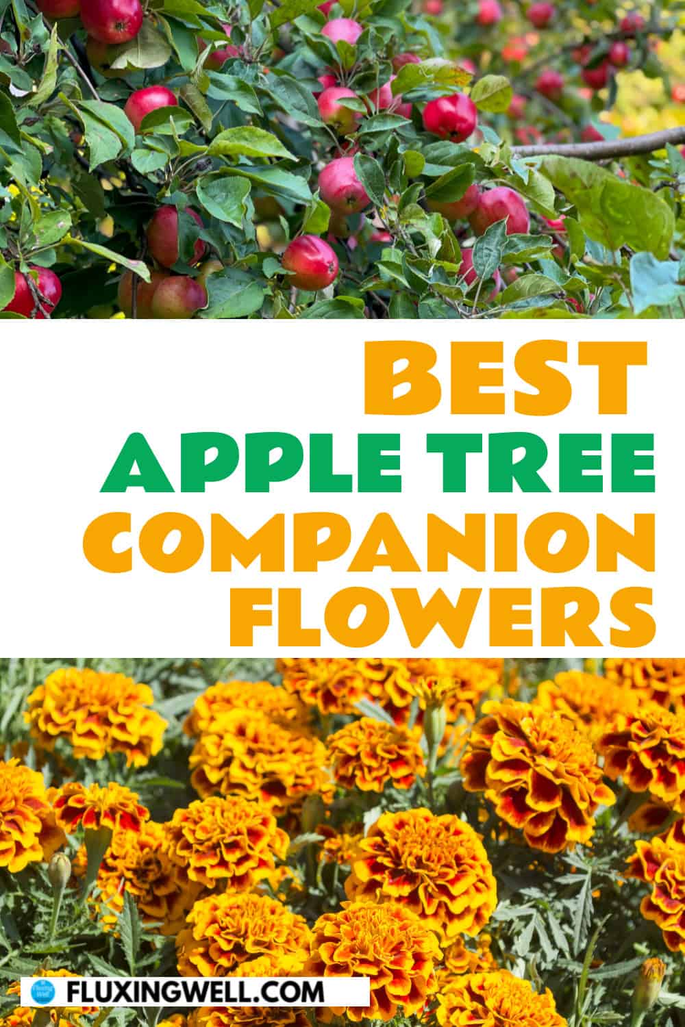 apple tree companion plants flowers