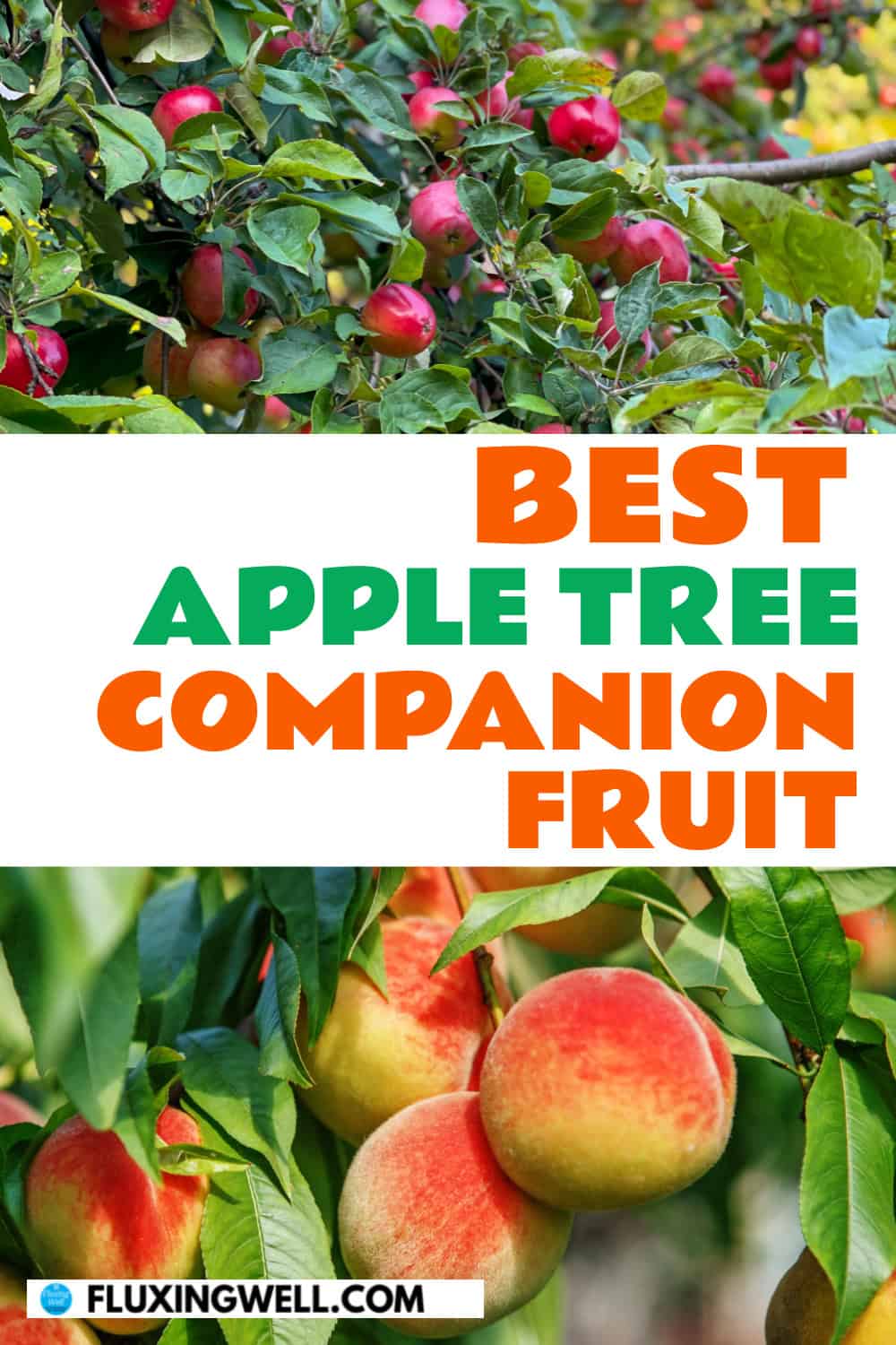 apple tree companion plants fruit