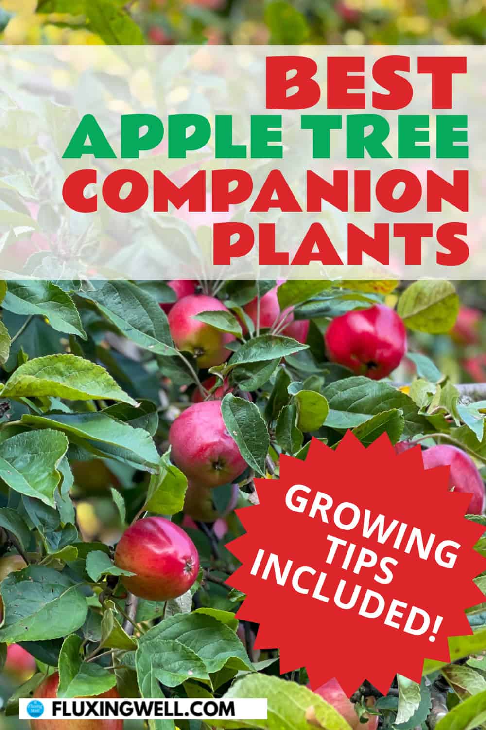 apple tree companion plants growing tips included