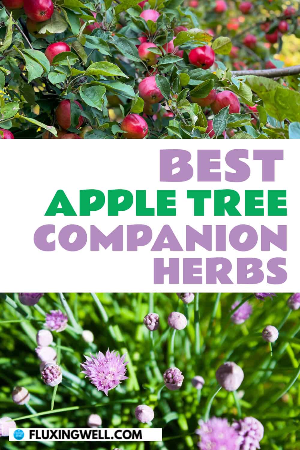 apple tree companion plants herbs