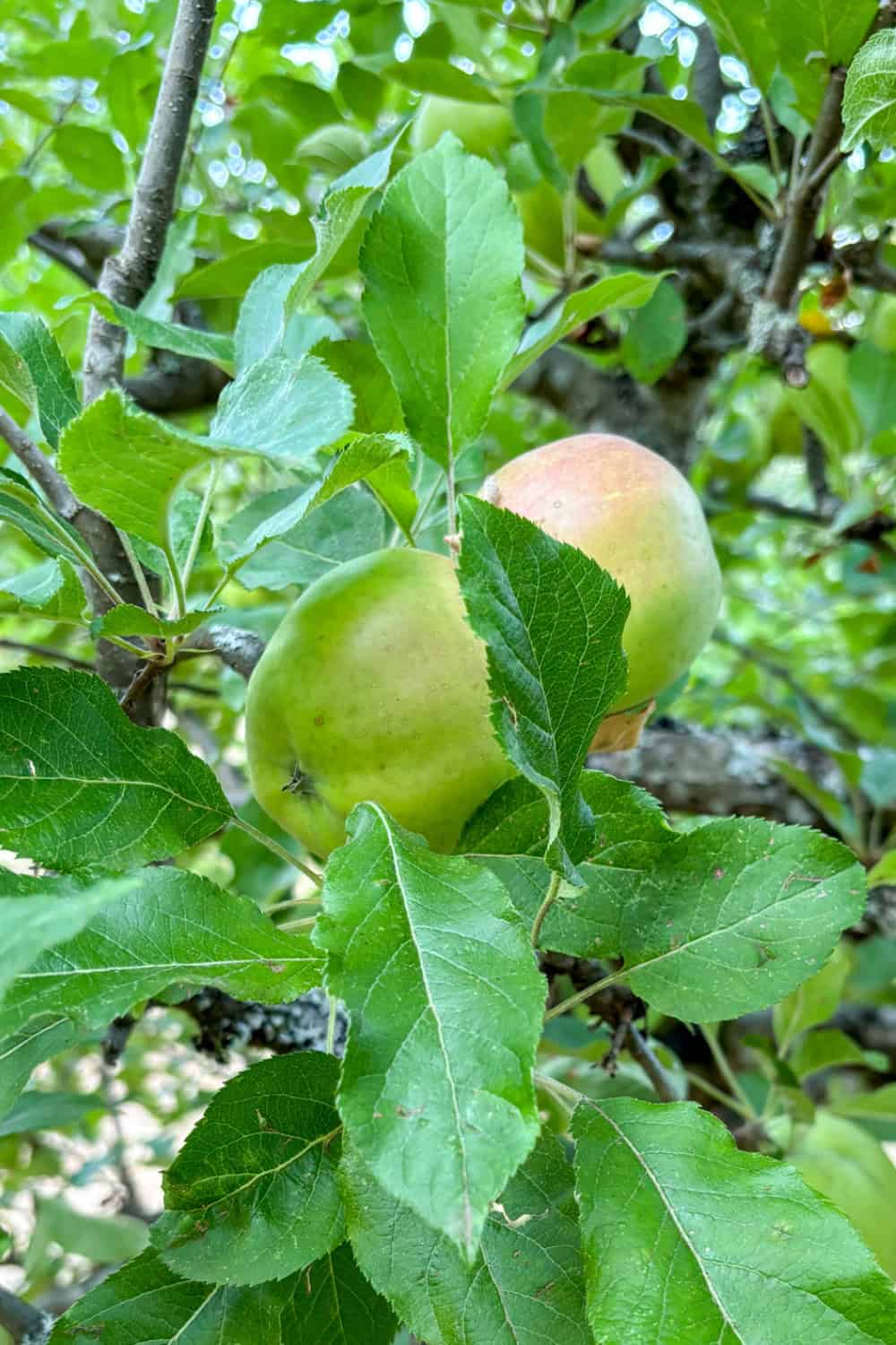 apple tree companion plants melrose apples