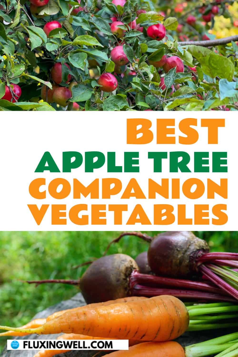 apple tree companion plants vegetables