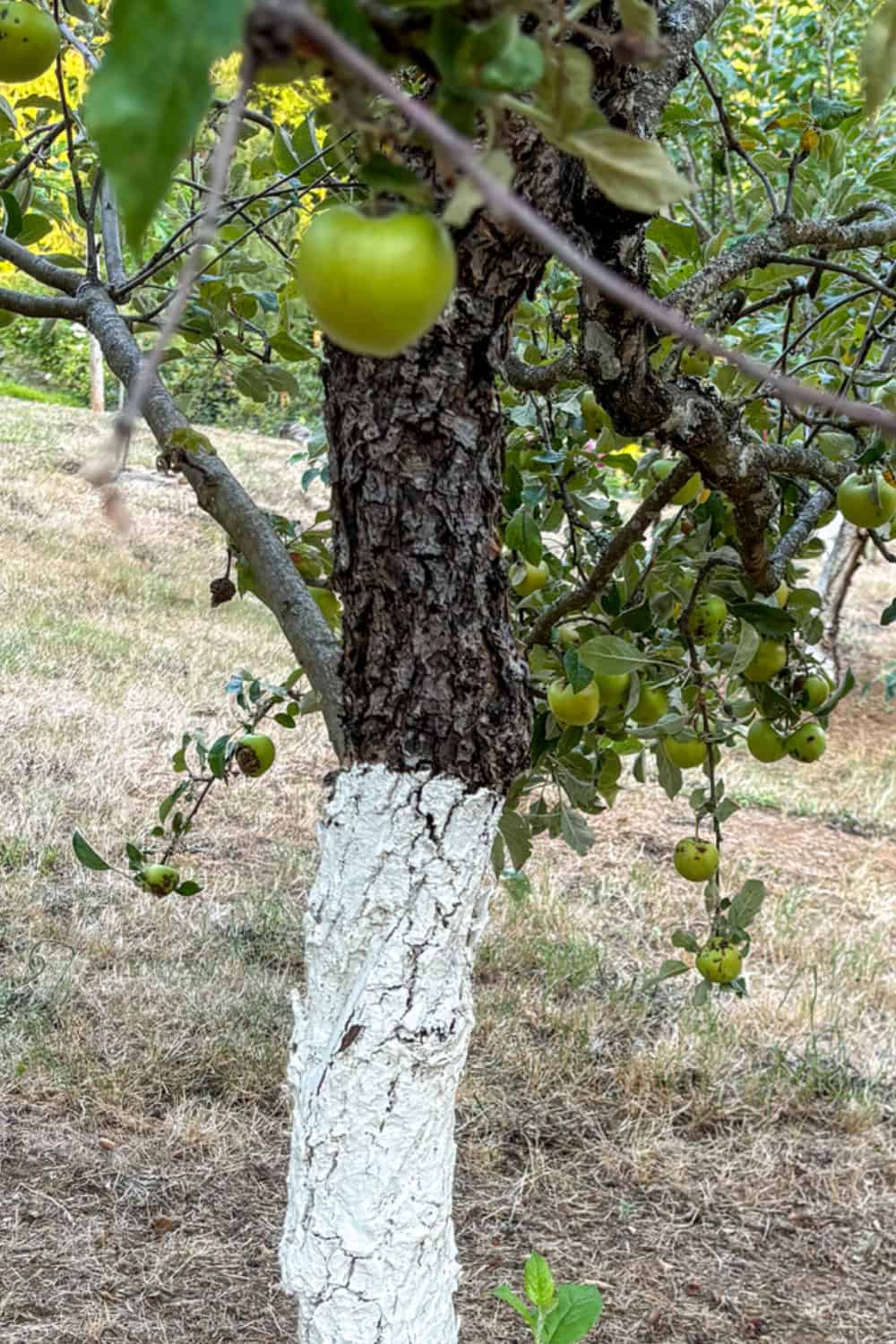 apple tree companion plants white trunk