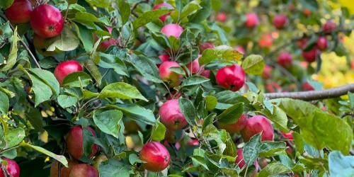 best apple tree companion plants with growing tips