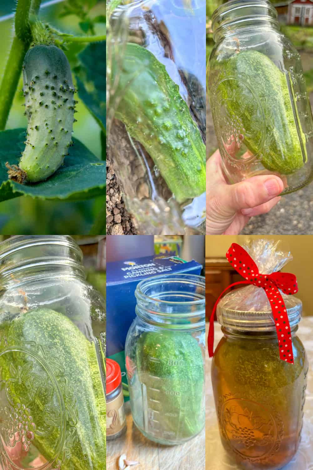 canning pickles pickle in a jar