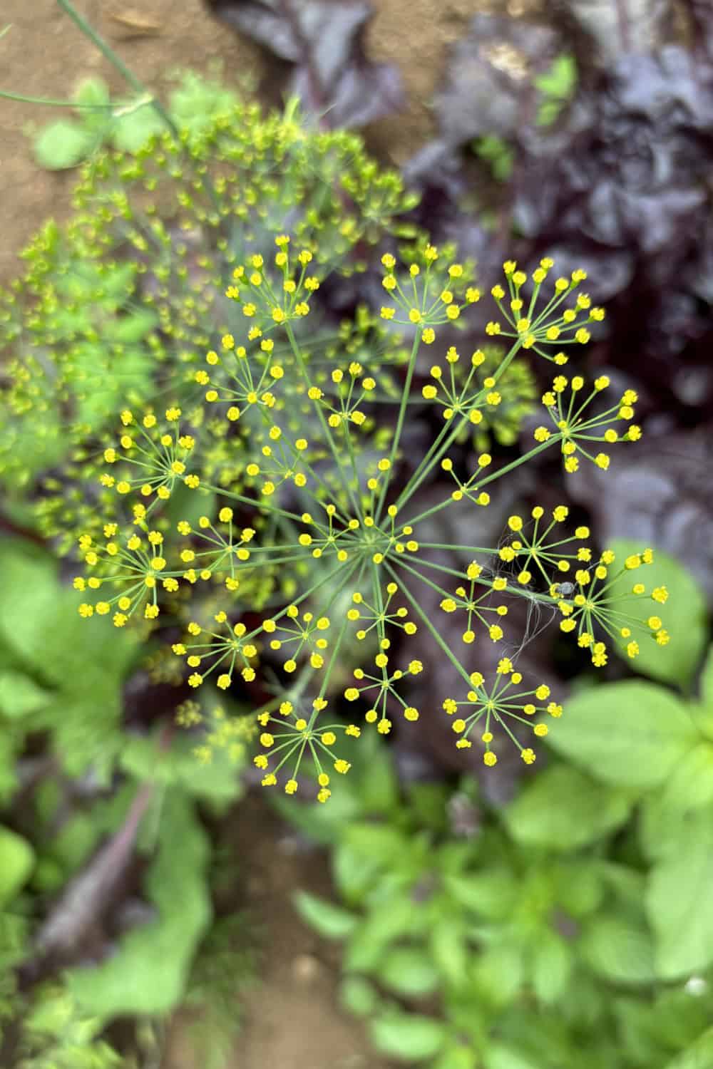 dill companion plants dill growing in the garden