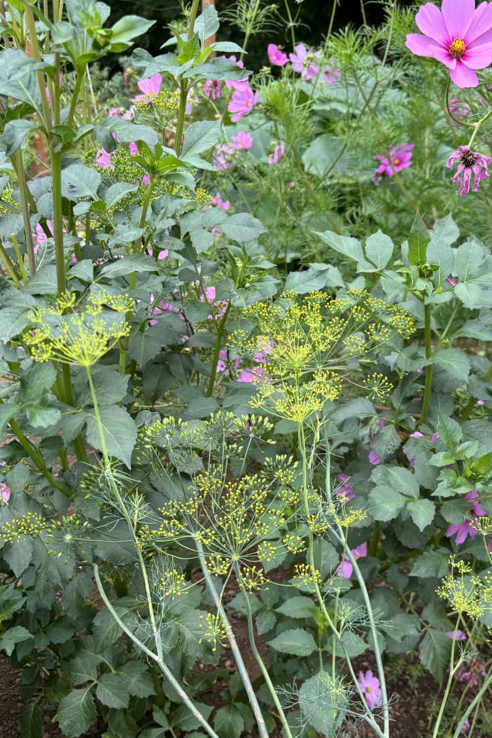 dill companion plants dill growing with cosmos