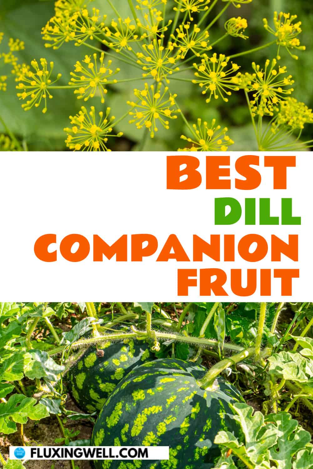 dill companion plants fruit