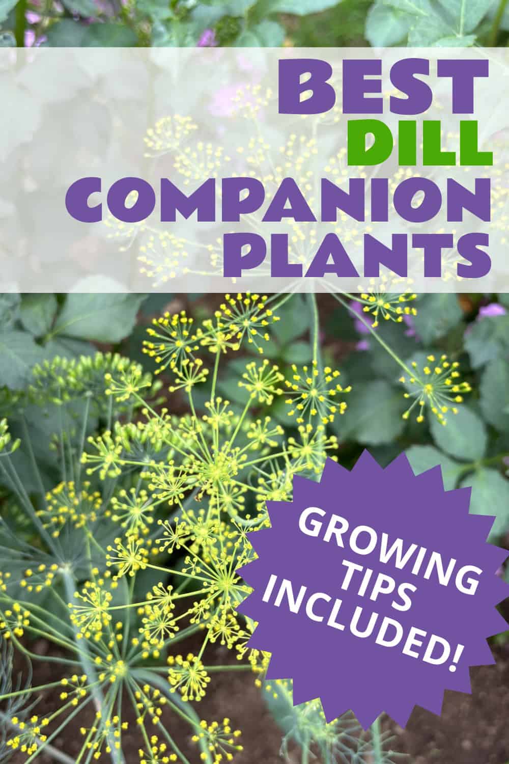 dill companion plants growinig tips included