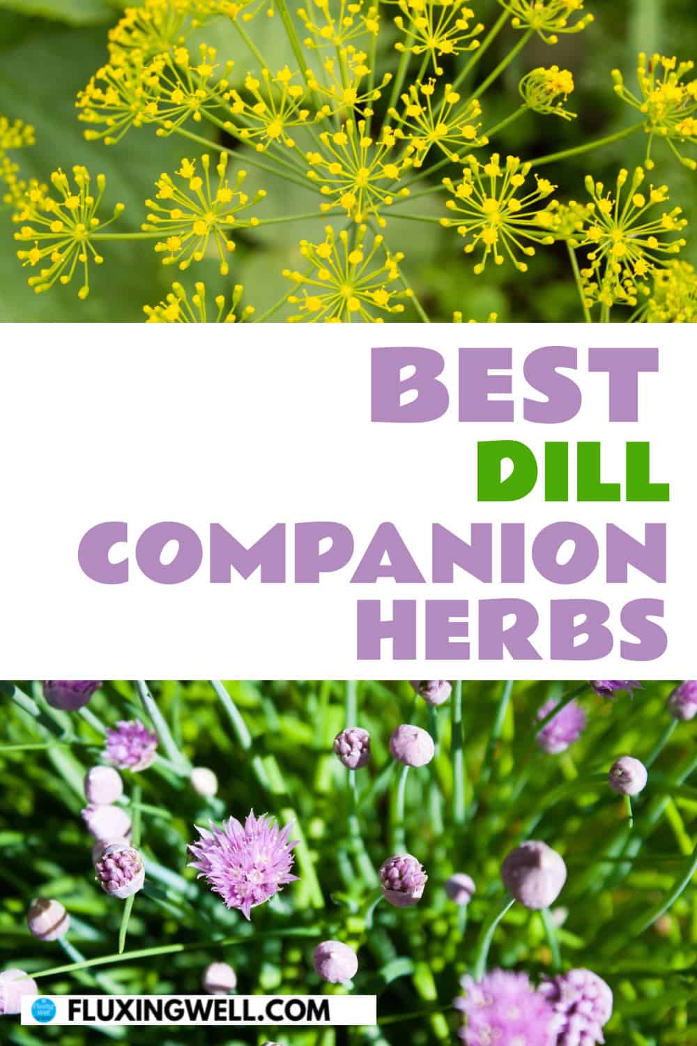 dill companion plants herbs