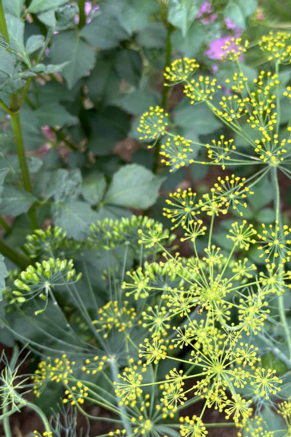 dill companion plants saving dill seeds