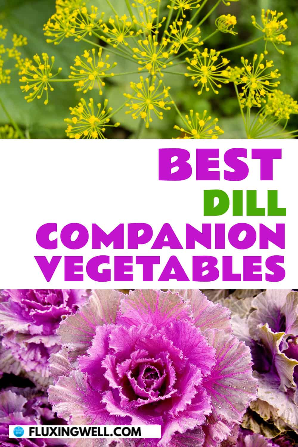 dill companion plants vegetables