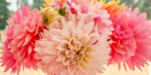 dahlia party ideas colorful dahlia tablescape bouquet