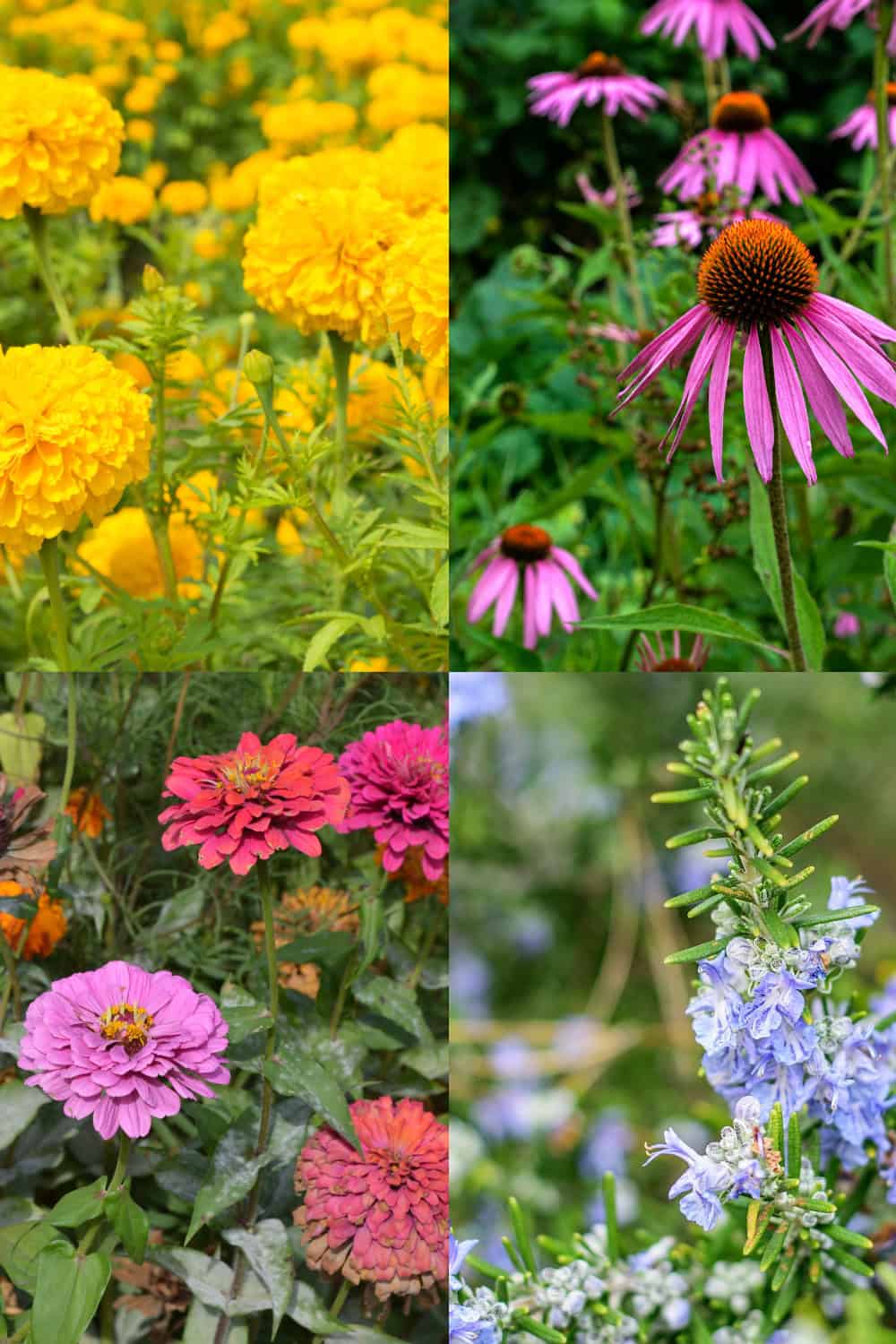 echinacea companion plants collage