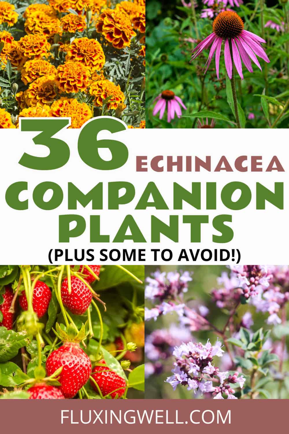 echinacea companion plants