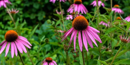 echinacea companion plants closeup