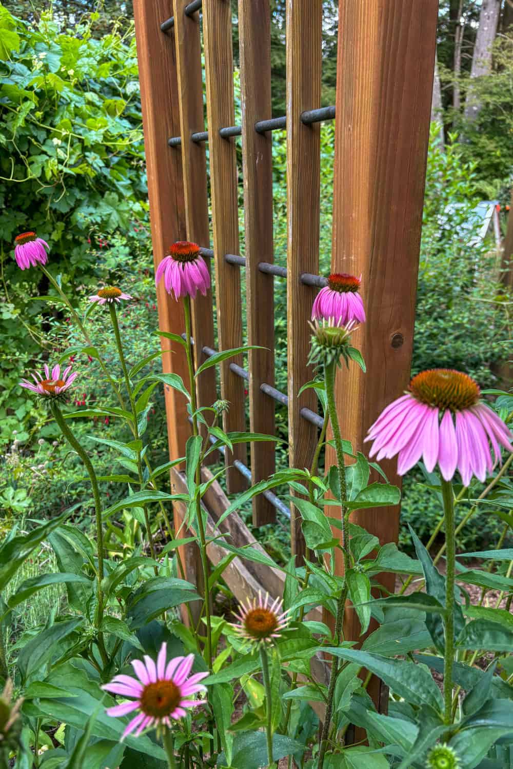 echinacea companion plants echinacea blooming