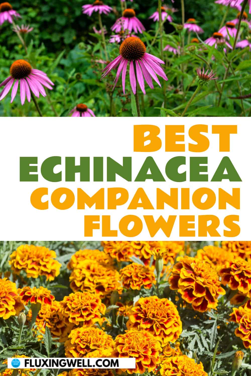 echinacea companion plants flowers