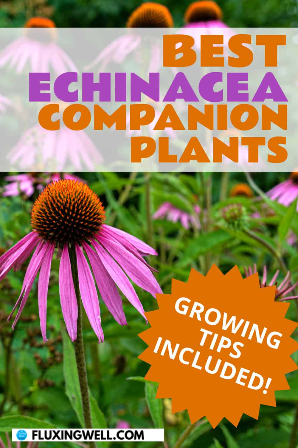 echinacea companion plants growing tips included