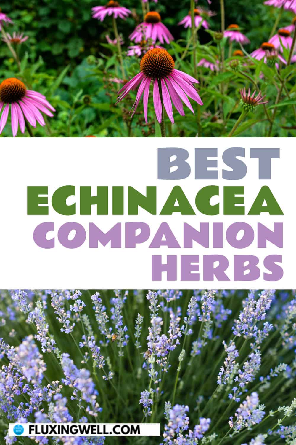 echinacea companion plants herbs