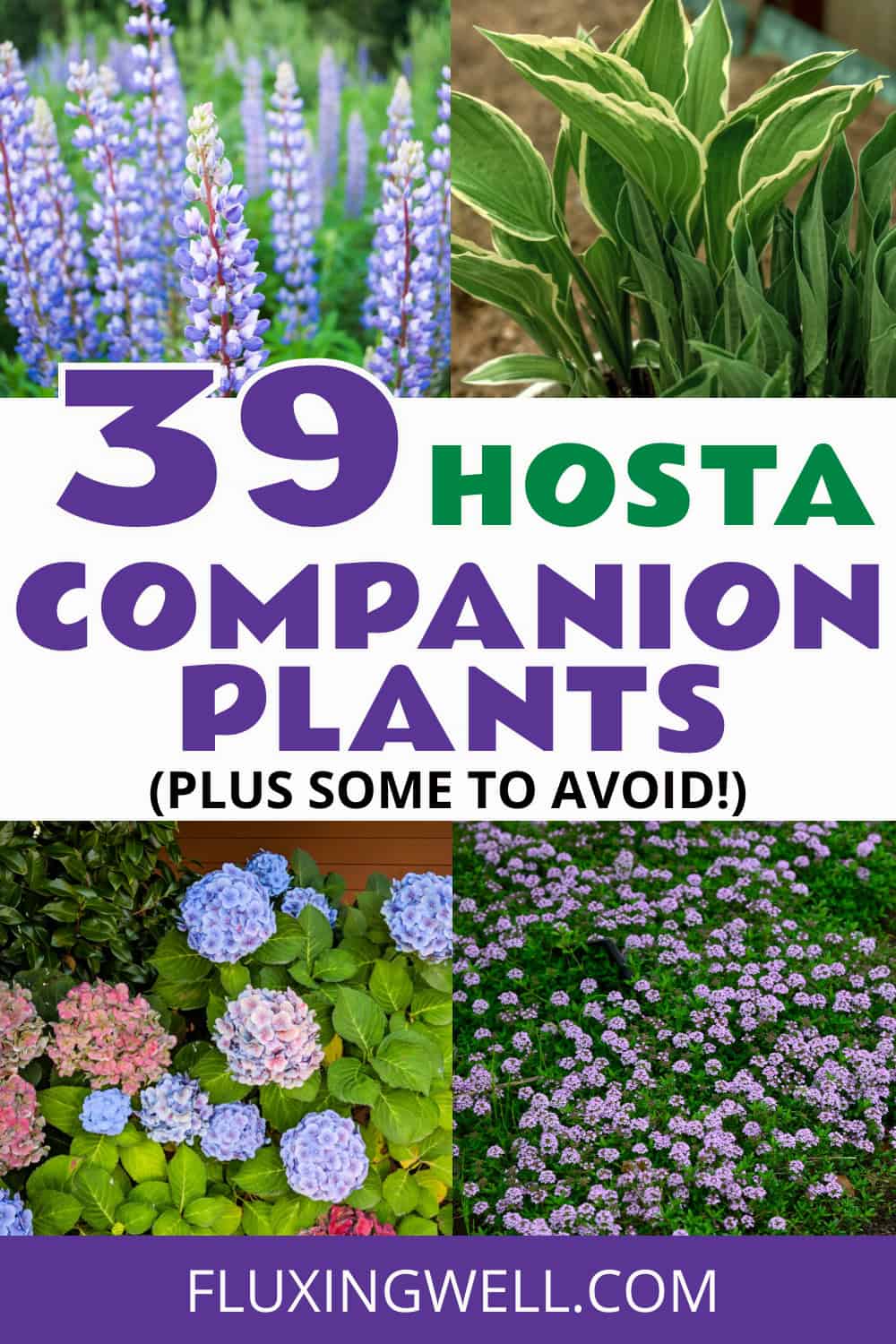 hosta companion plants