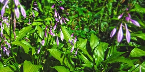 hosta companion plants closeup