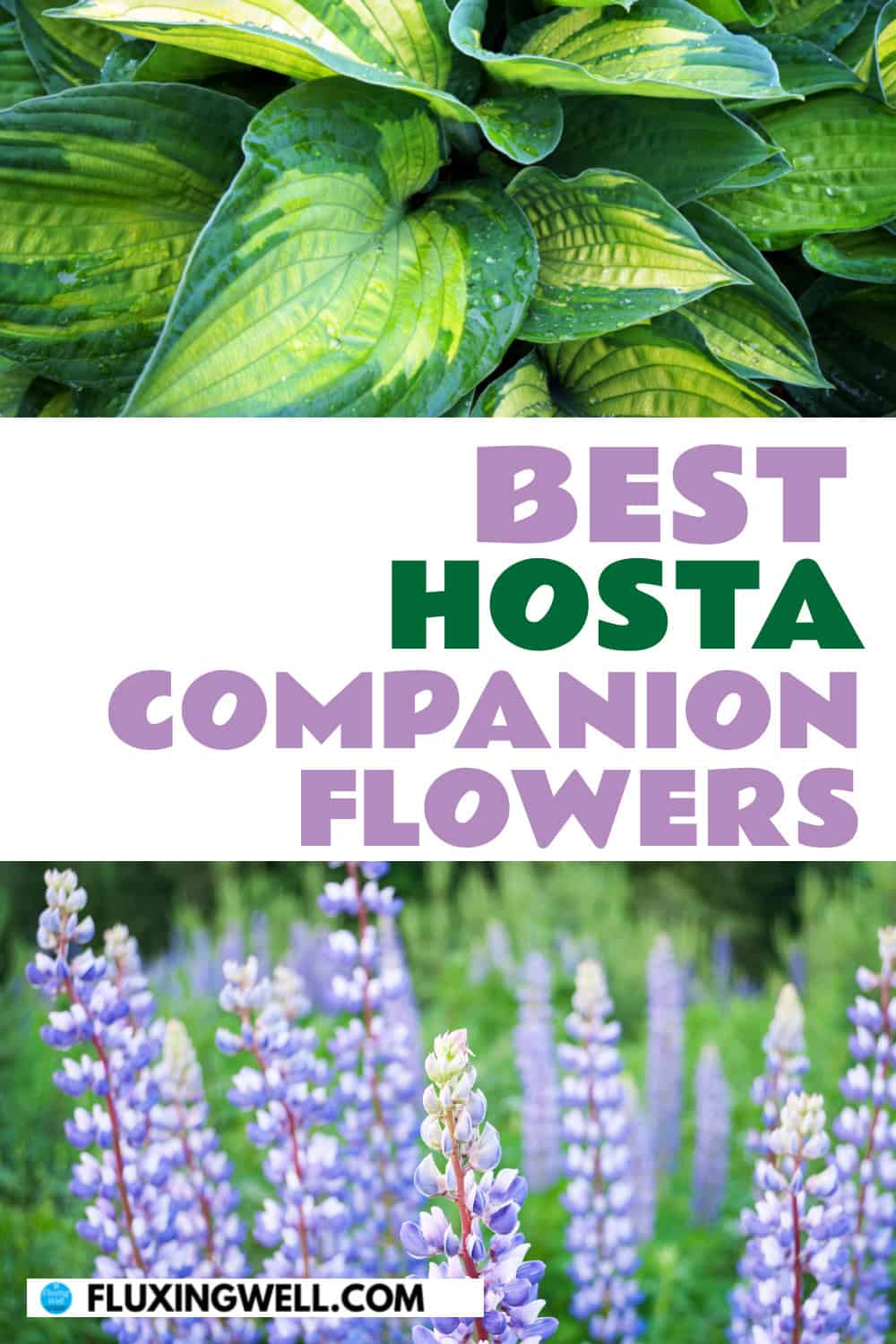 hosta companion plants flowers