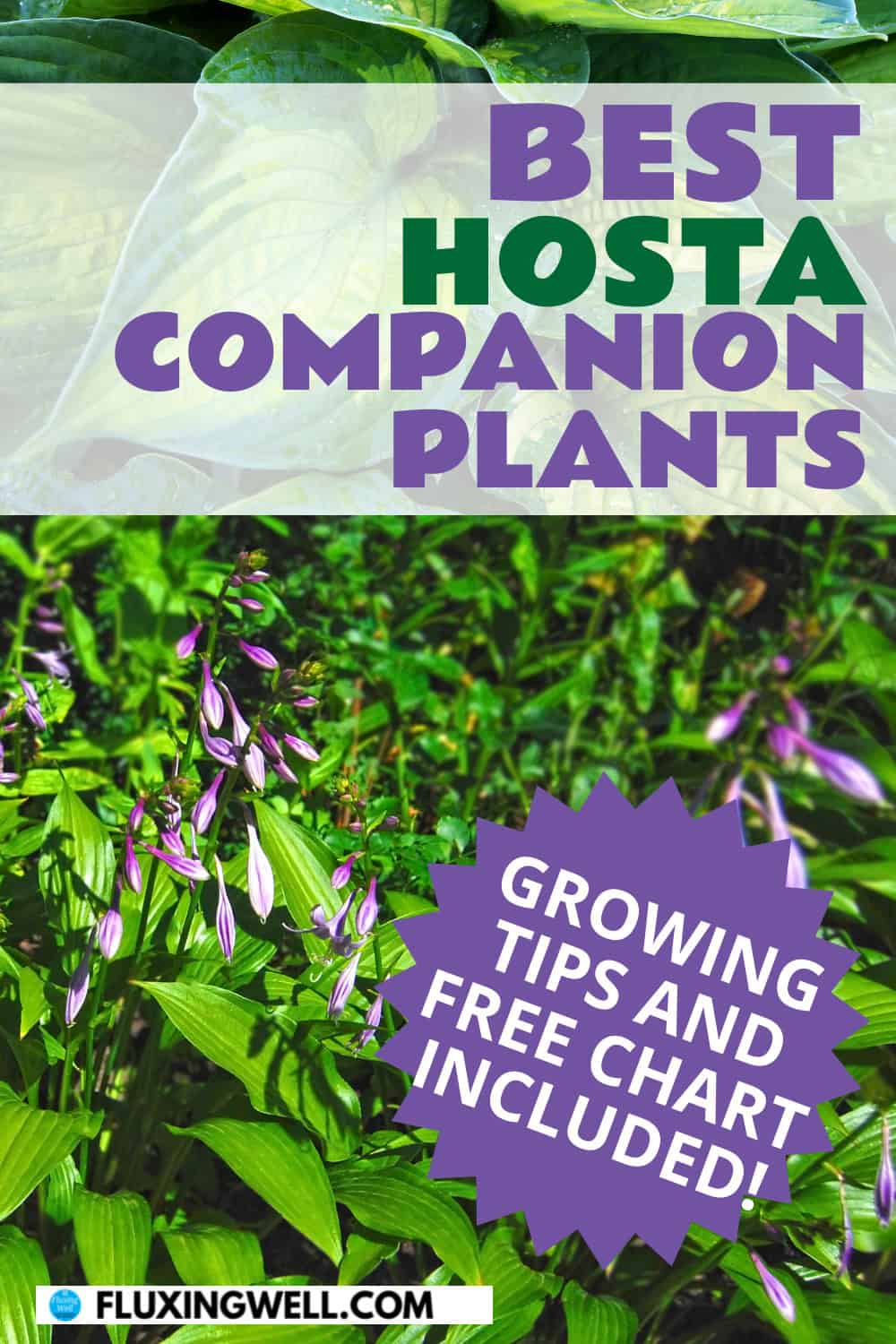 hosta companion plants growing tips included