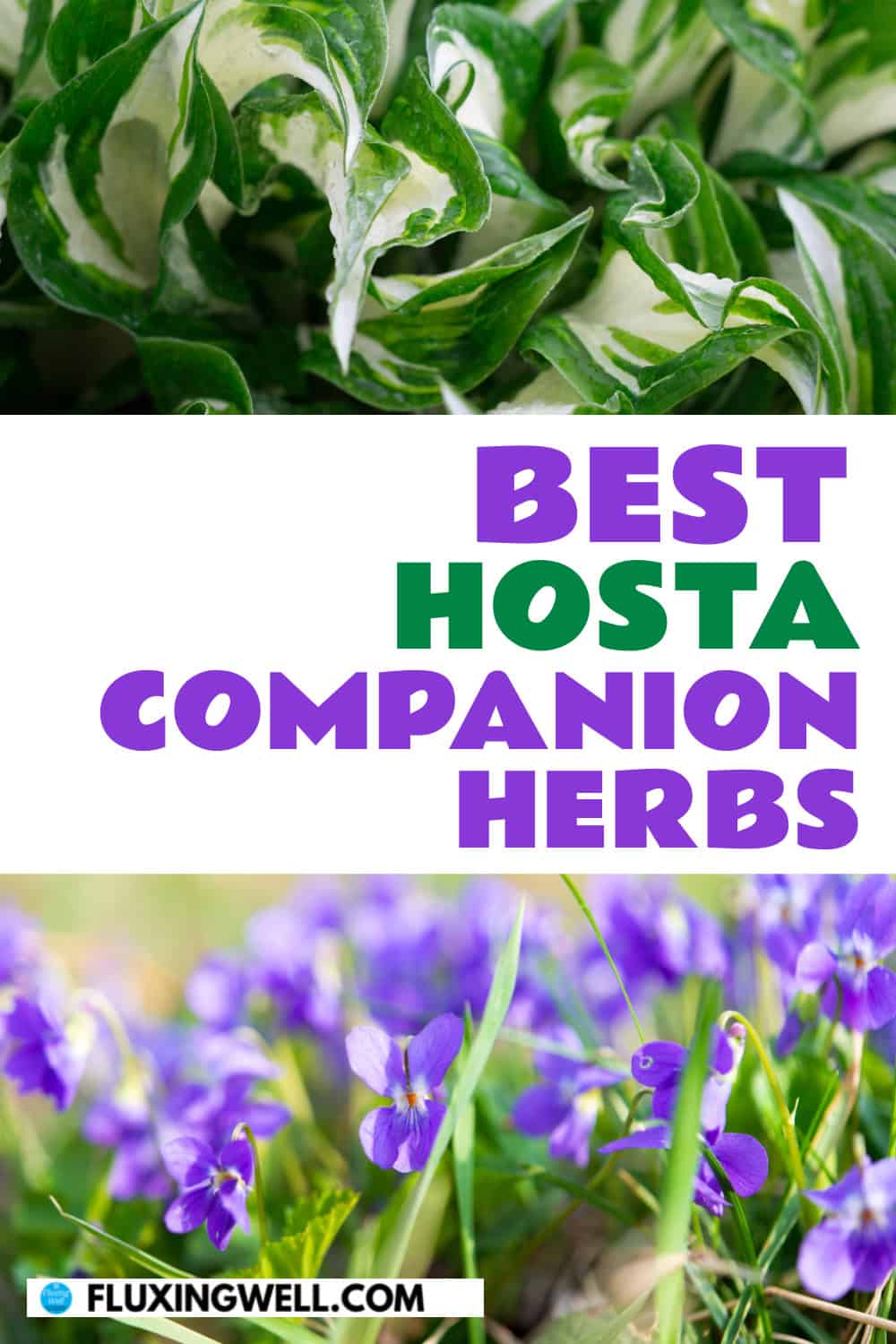 hosta companion plants herbs