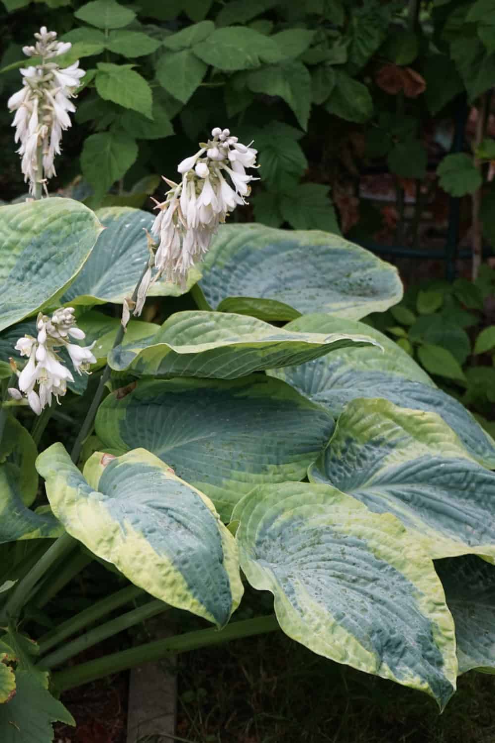 hosta companion plants hosta growing in the garden