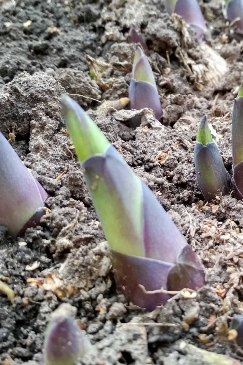 hosta companion plants hosta sprouting in the spring