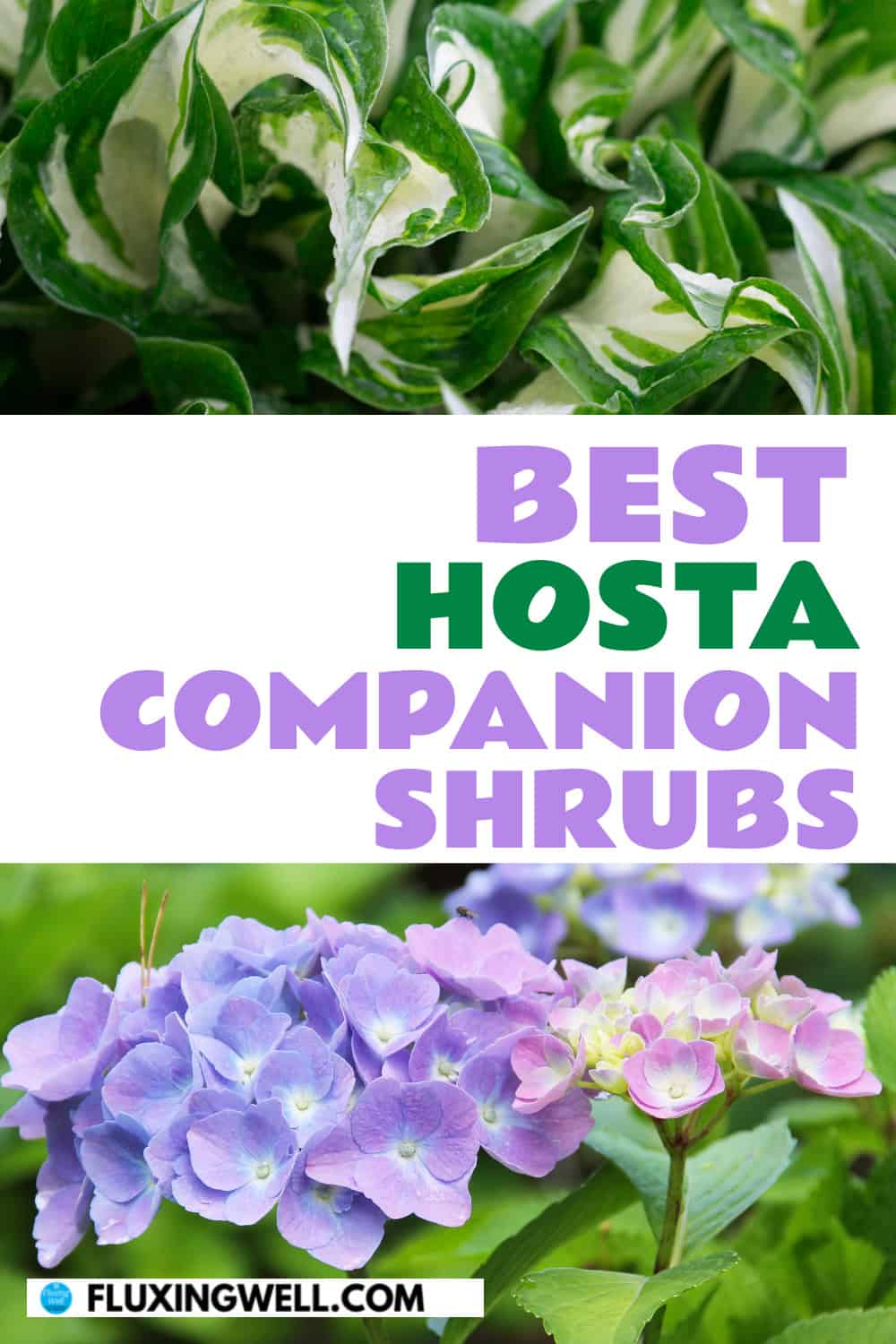 hosta companion plants shrubs