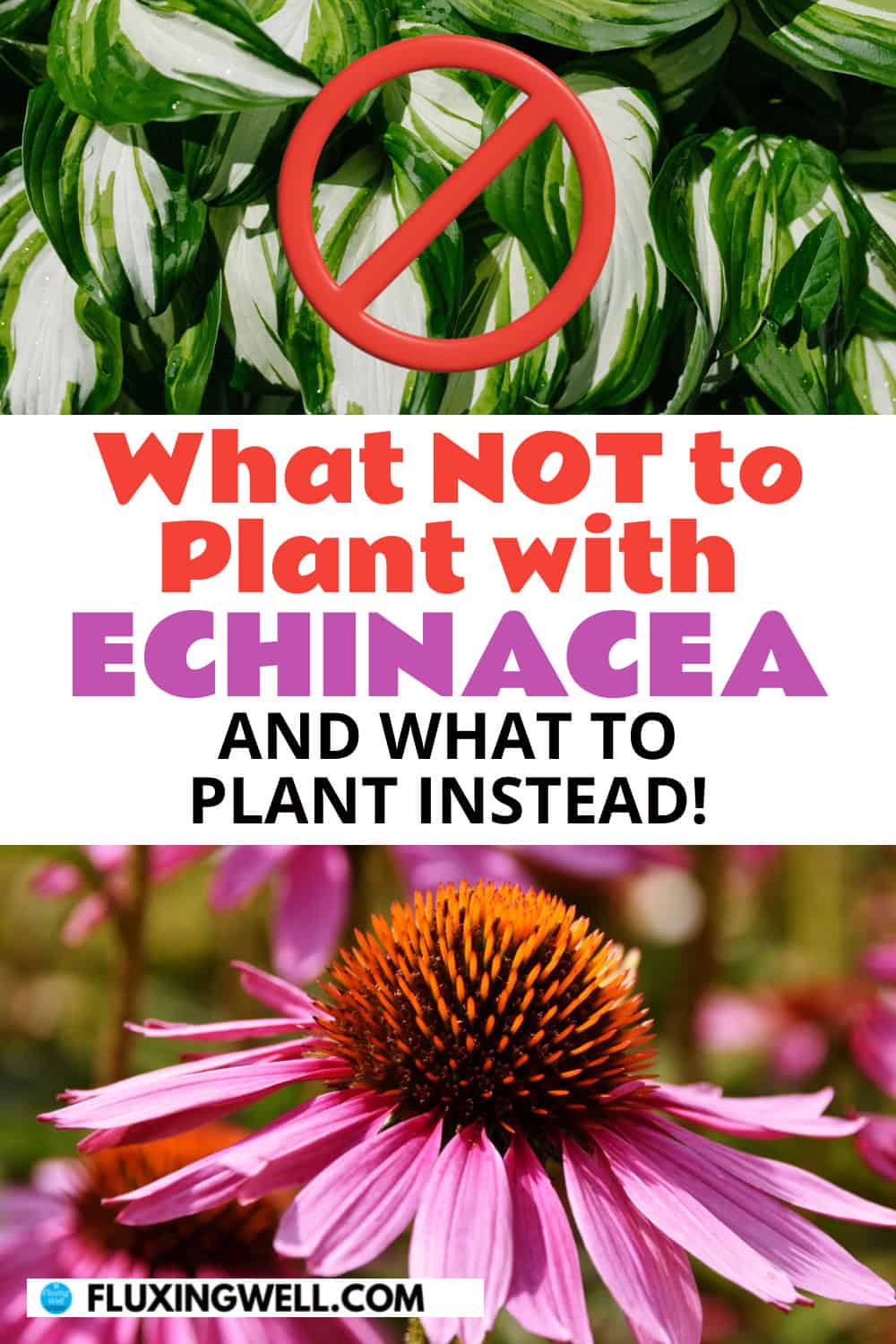 echinacea companion plants what not to plant with echinacea