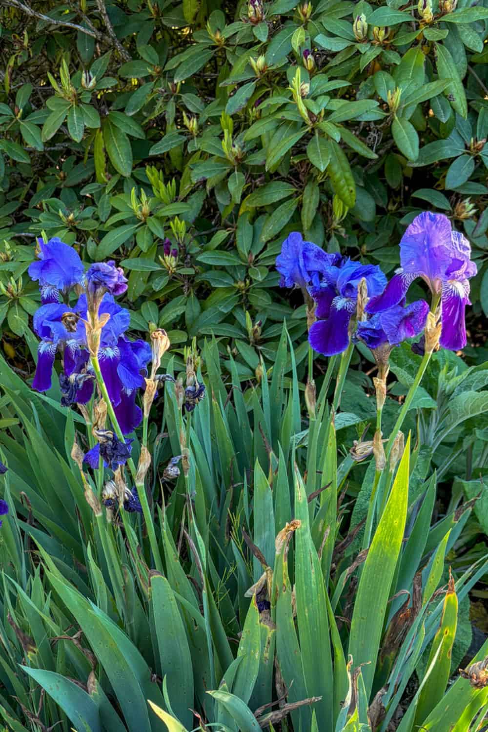 iris companion planting with rhododendron