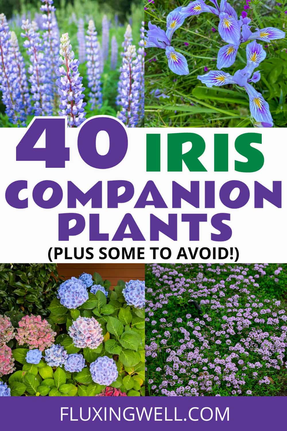 iris companion plants