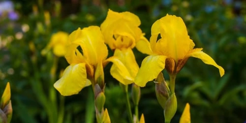 iris companion plants closeup